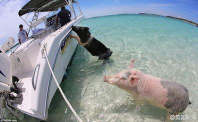 吃瓜冲浪博主视频大全免费观看